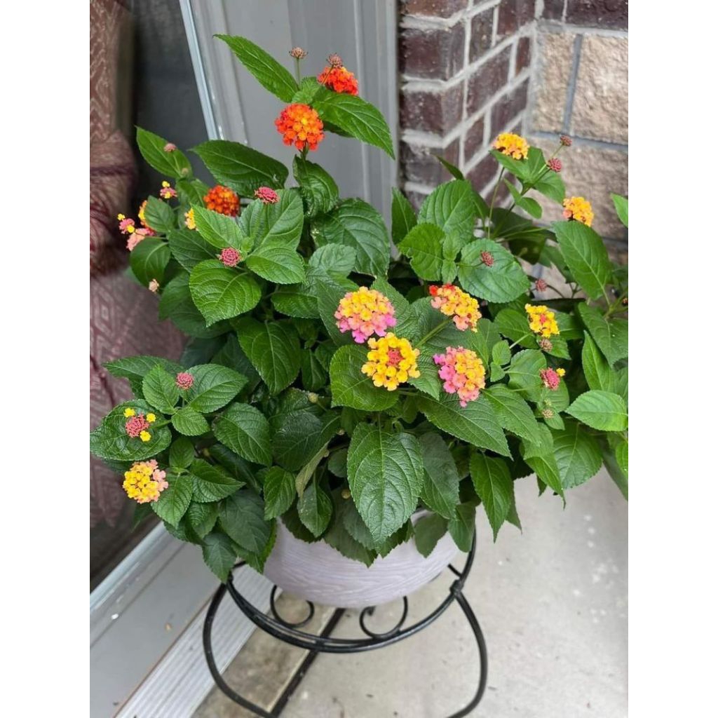 Tanaman Hias Gantung Lamtana Mix Rimbun / Tanaman Gantung Cantik / Tanaman Hiasan Rumah Berakar