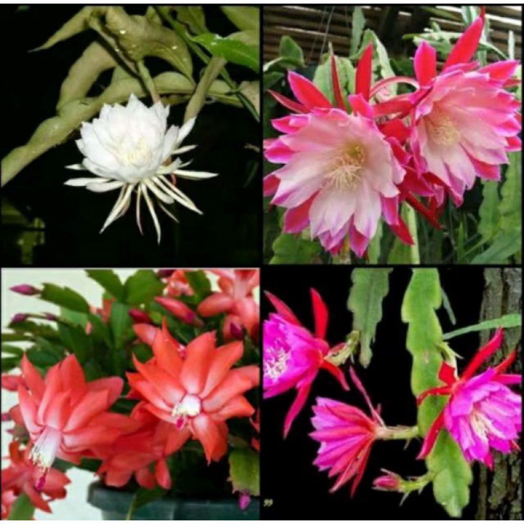Paket Hemat 4 Macam Tanama Wijaya Kusuma Berbunga Tanaman Hidup Wijaya Kusuma 4 Warna