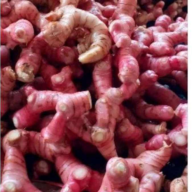 

Laos segar \Lengkuas segar Lengkuas Bumbu dapur