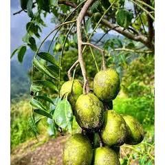 

[COD] Buah Kedondong Segar – Cocok Rujak & Jus 1kg [JUAL HASIL ALAM]