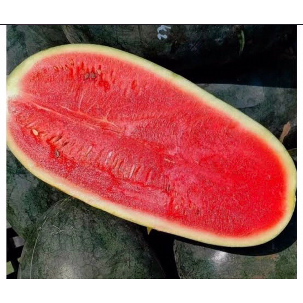 bibit unggul semangka inul