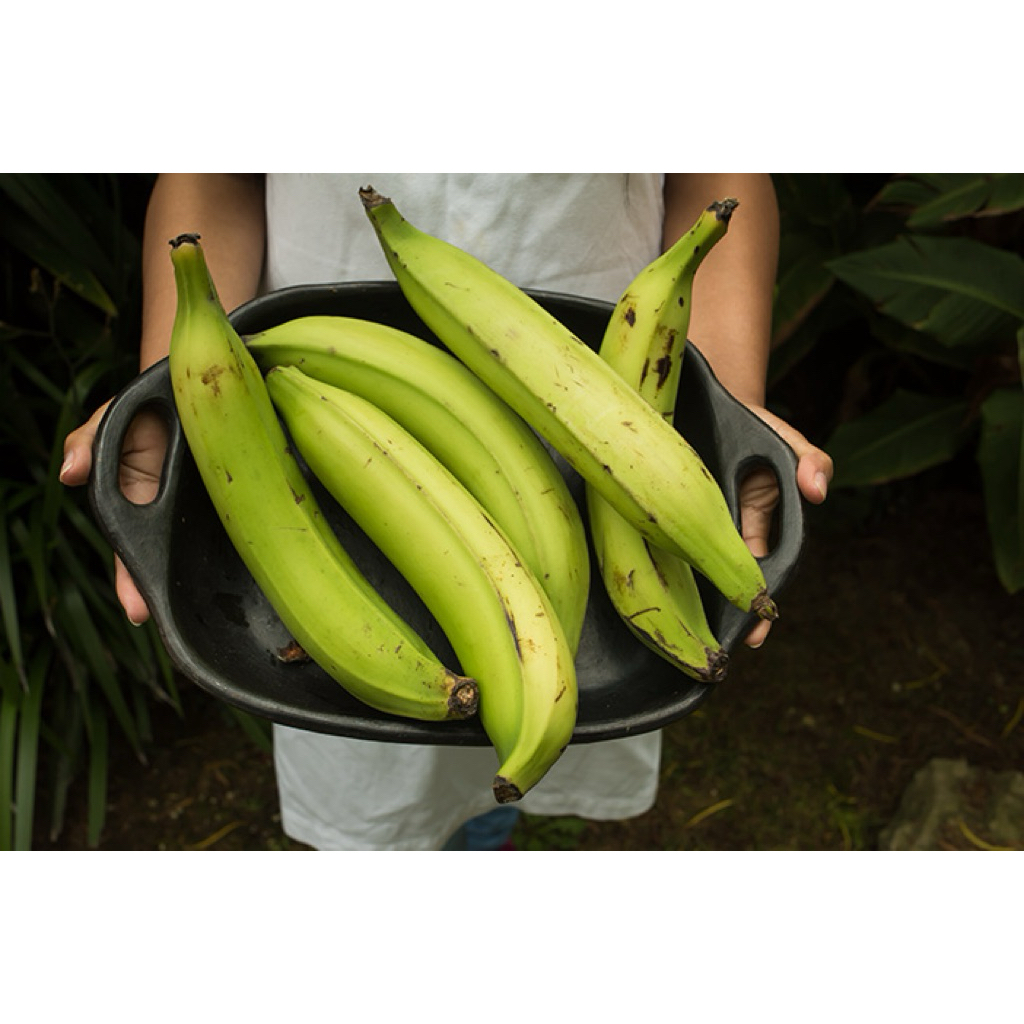 Buah Pisang tanduk / pisang tanduk manis