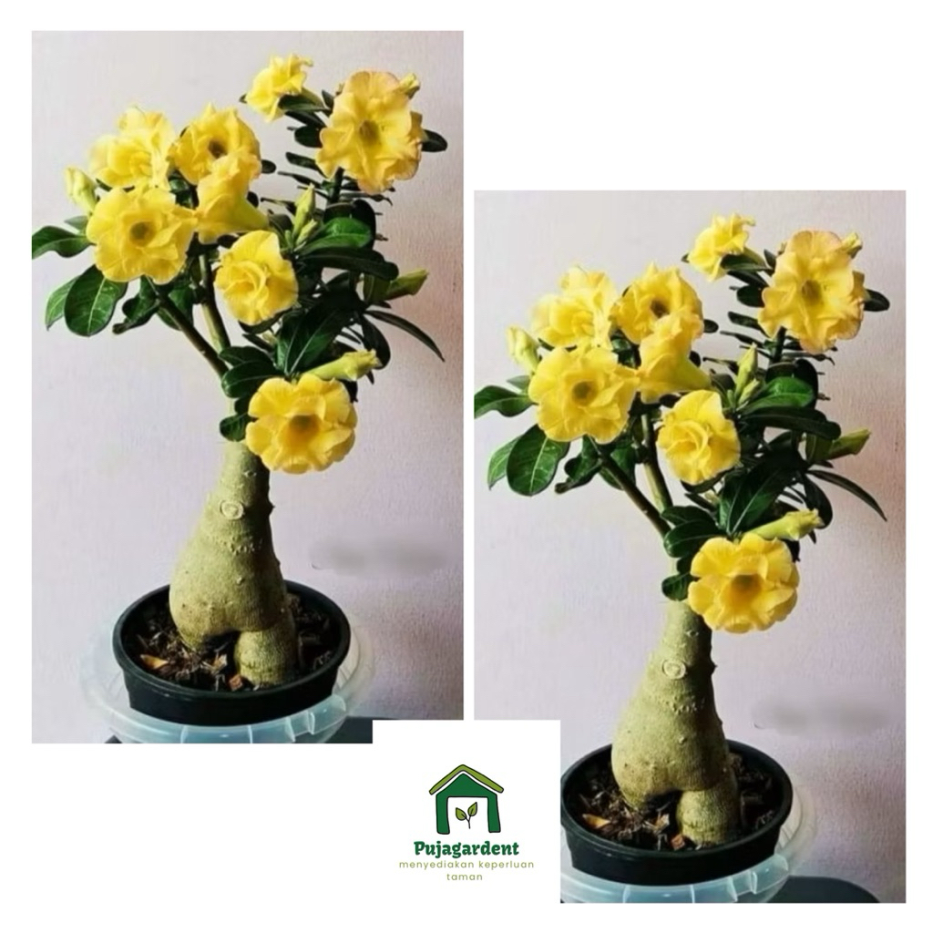 Paket Hemat 2 Pcs Tanaman Hias Adenium Kamboja Jepang 2 Warna Bunga Tumpuk Adenium Bunga Kuning