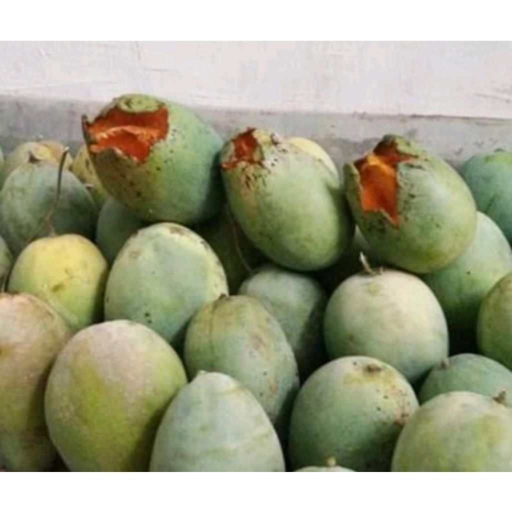 

mangga gadung fresh langsung kebun