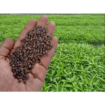 Biji Benih / bibit kangkung Unggul Daun Sedang Kemasan Repack Kiloan 1kg