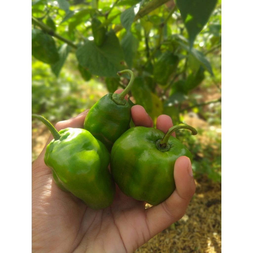 cabai Gendot/cabe gendot bandung segar 1 kg