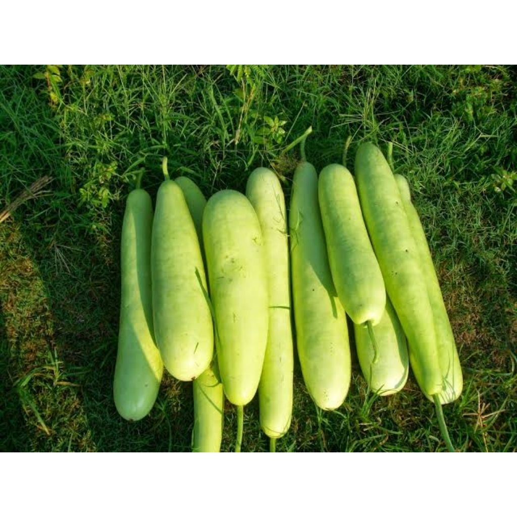 (20 biji) benih sayur blonceng bligo super panjang premium