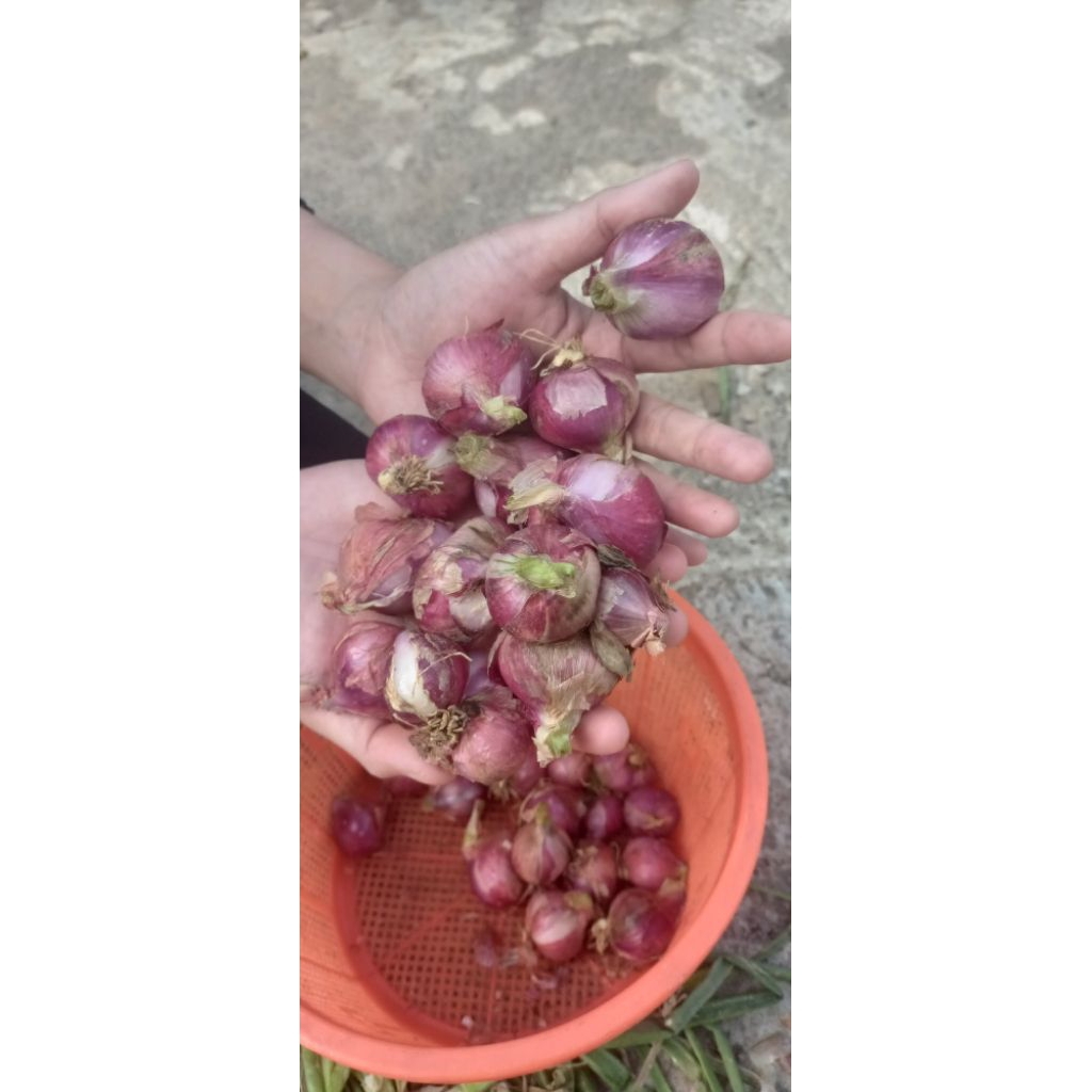 

bawang merah