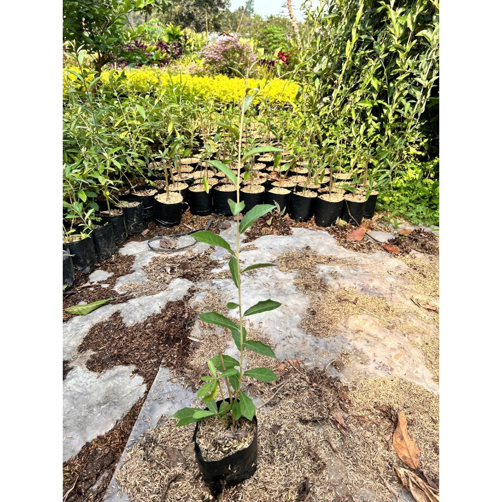 Tanaman Lee Kwan Yew / Bibit Lee Kwan Yew / Tanaman Menjuntai/ Lee Kwan Yew