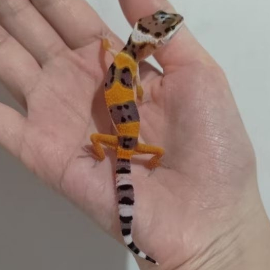 Custom Order Gecko SHTCTB ( TANG 25-5 )