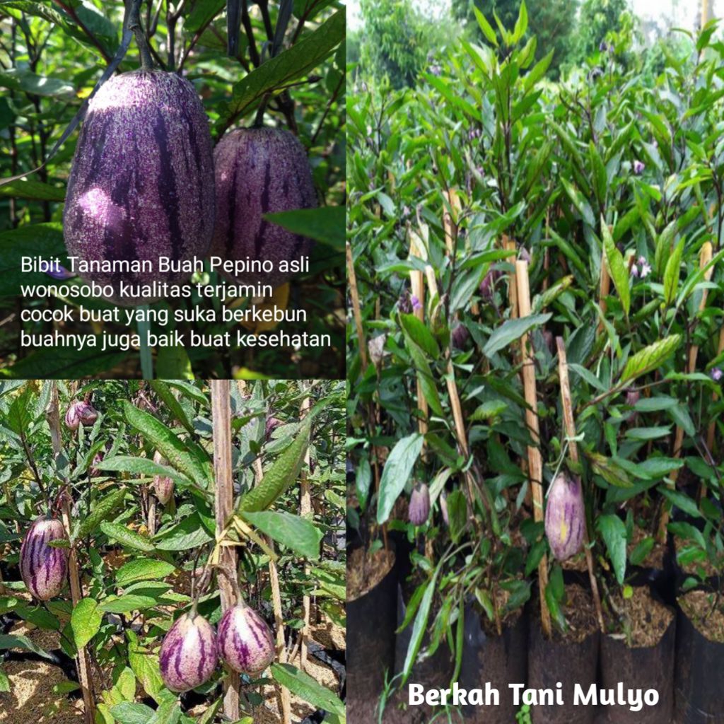 Bibit Tanaman Pepino Asli Wonosobo kualitas terjamin
