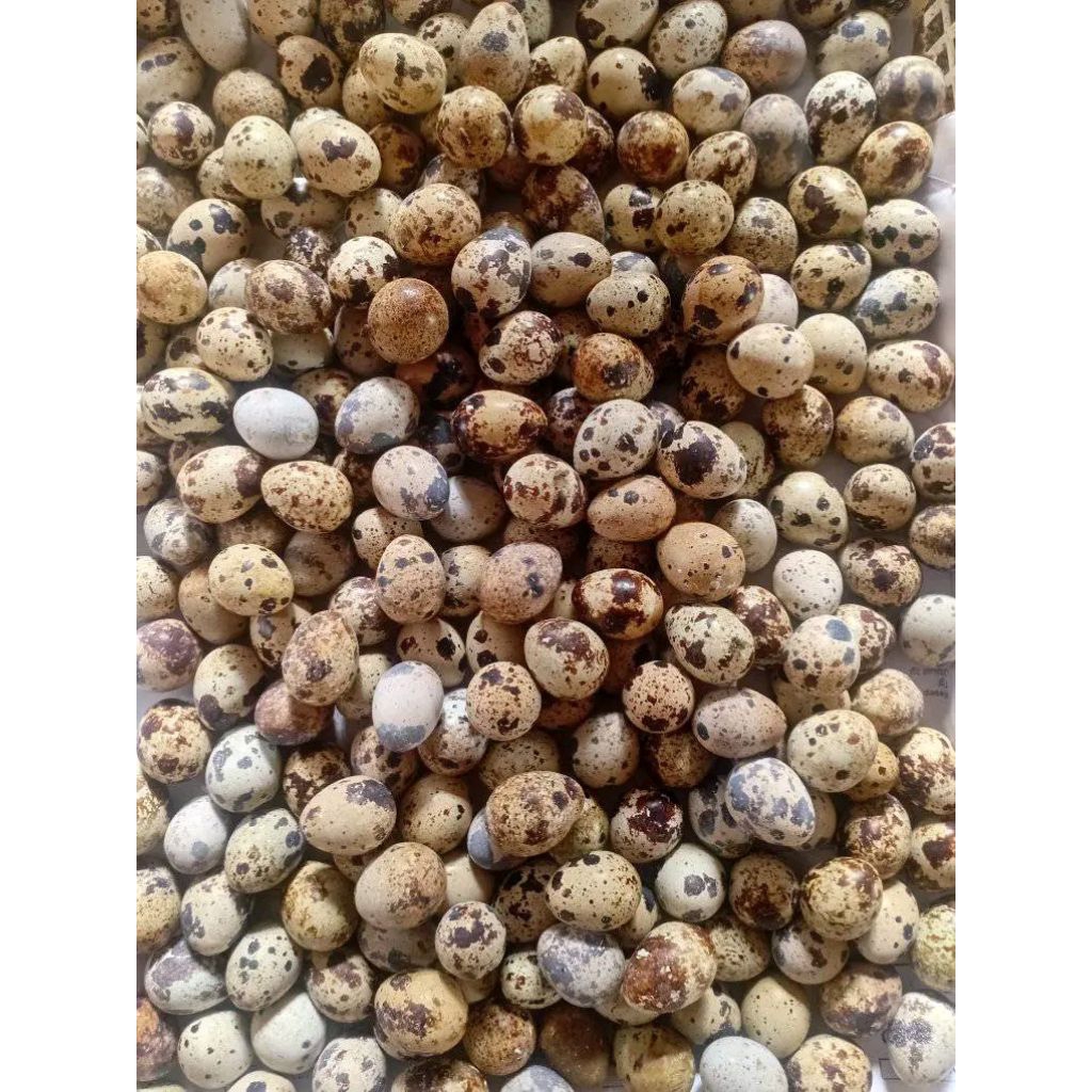 Telur puyuh mentah 1kg kirim instan