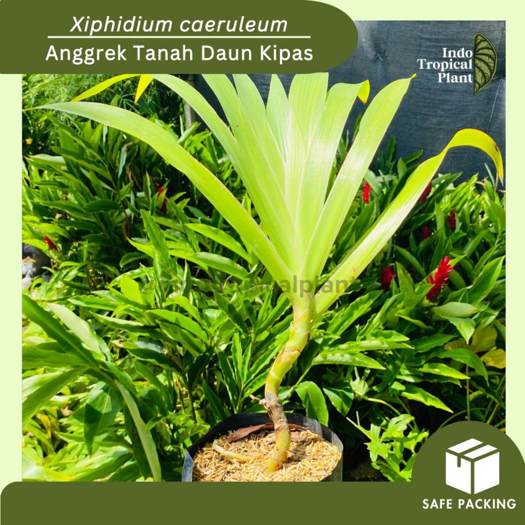 Tanaman Hias Poderosa / anggrek tanah daun kipas / Xiphidium caeruleum