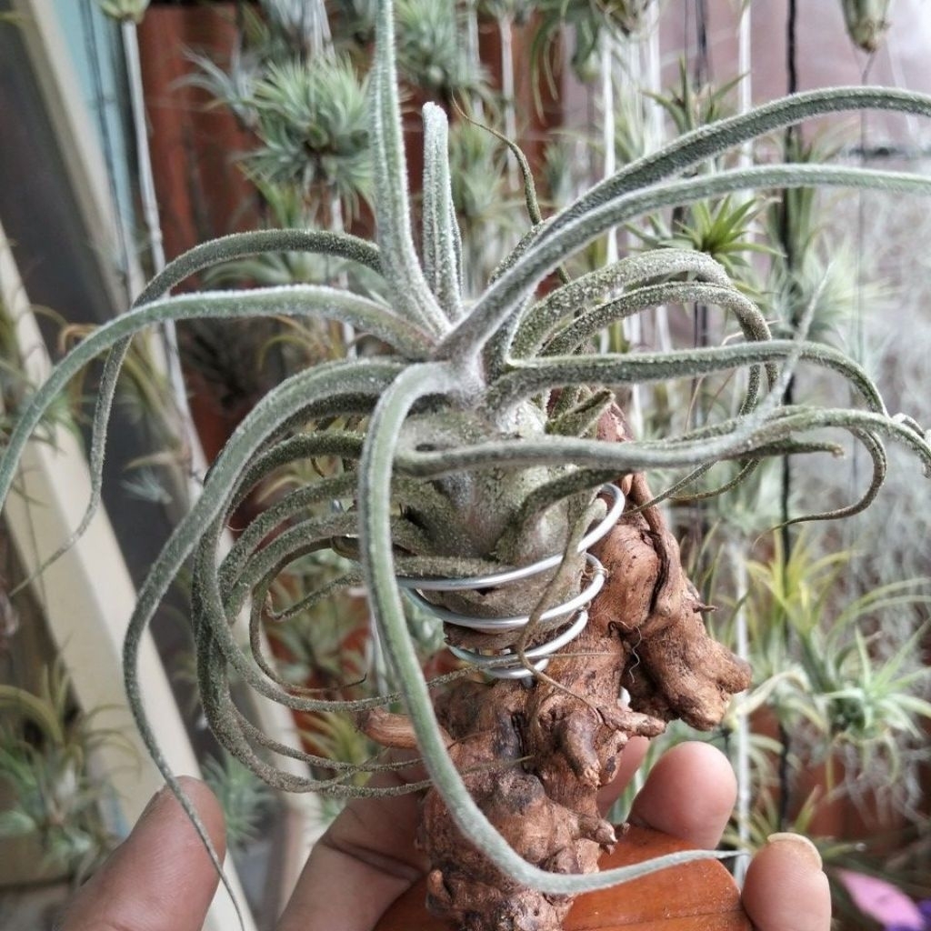 Tillandsia pruinosa