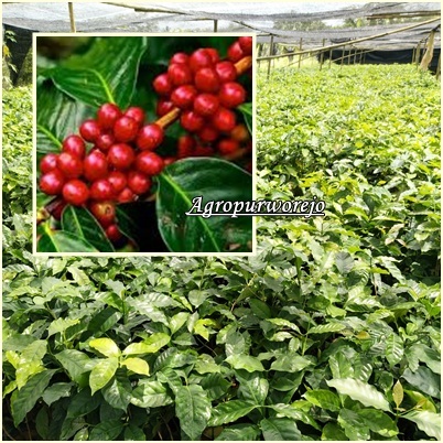 Bibit Tanaman Kopi Arabika - Kualitas Kopi Unggulan