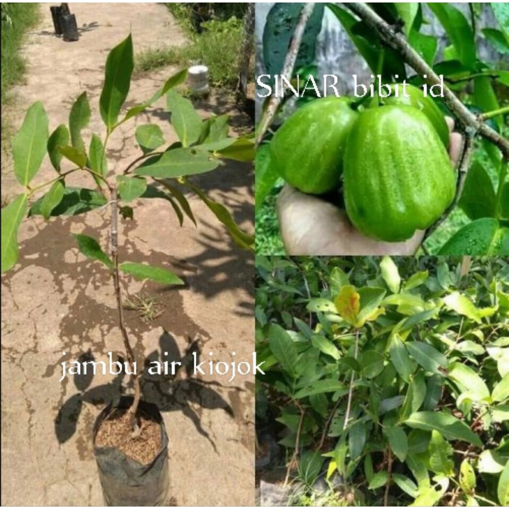 Bibit jambu air kiojok okulasi