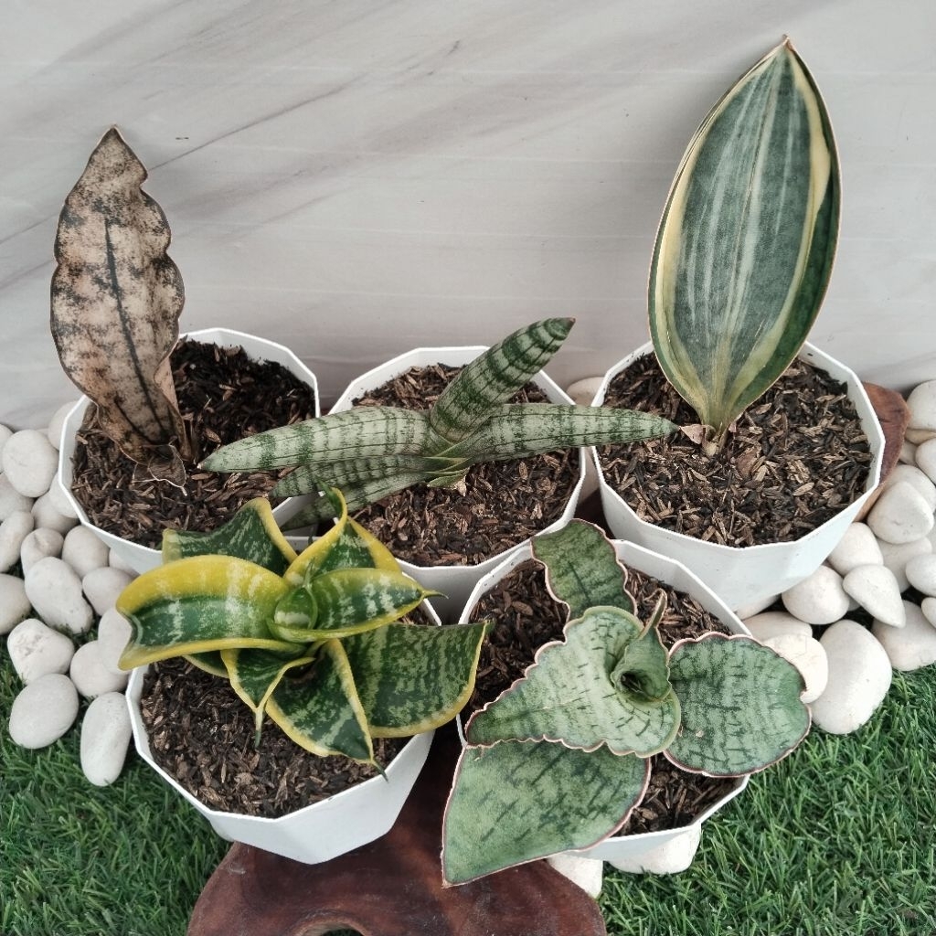 paket 5 pcs sansevieria (medium ps02)
