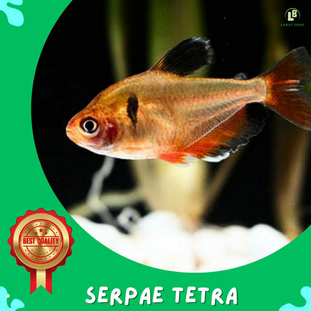 Pajangan aquarium Serpae Tetra serve tetra