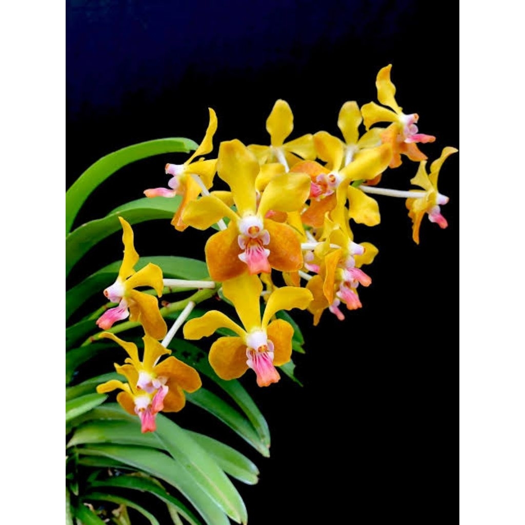 Vanda mv tanins hybrid