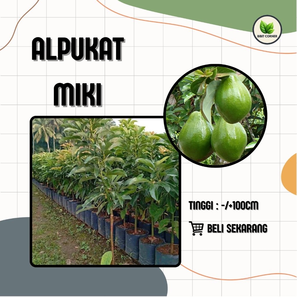 Bibit Alpukat Miki 1 Meter Cepat Berubah