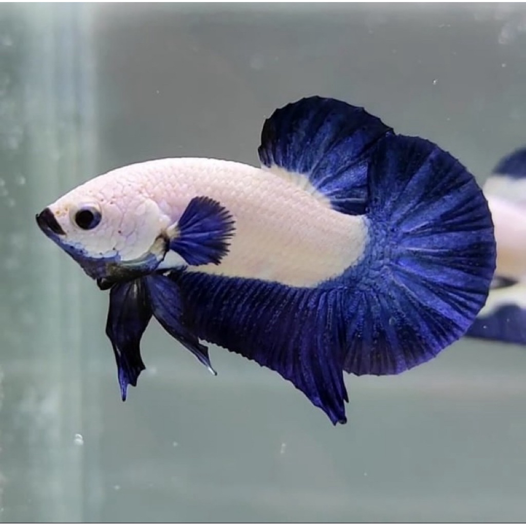 cupang blurim jantan bahan kontes terbaik