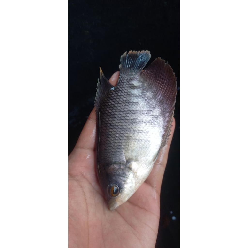 Bibit Gurame Soang 3 Jari