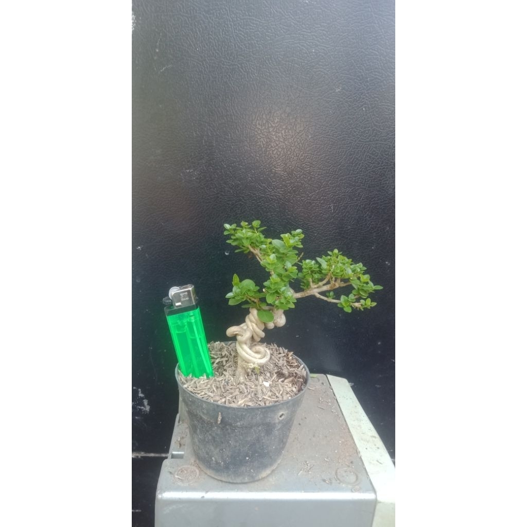 bonsai sancang ori siap pajang