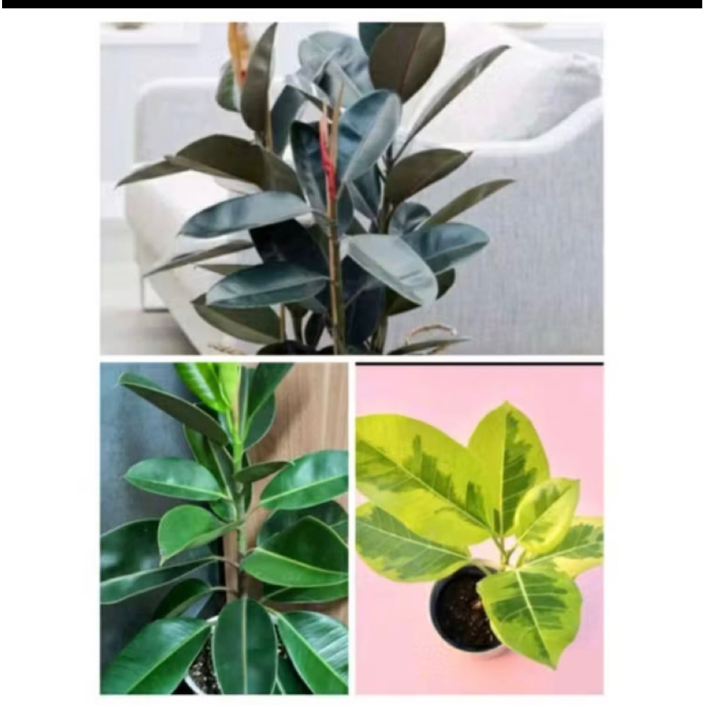 Paket Hemat 3Tanaman Karet Kebo Merah | Tanaman Hias Karet Kebo Varigata Kuning | Karet Kebo Hijau