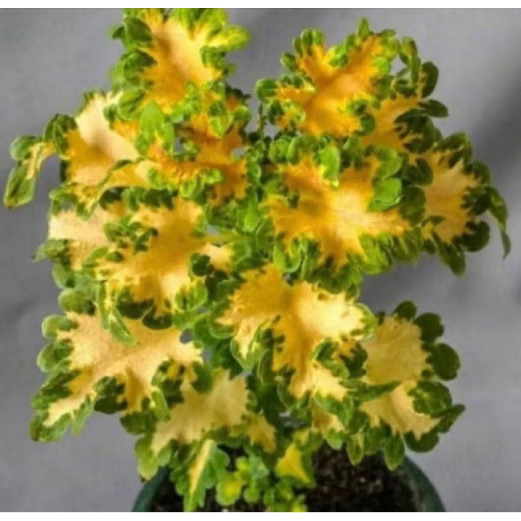 PROMO Tanama Hias Miana Ekor Naga Daun Kuning & Pink-Miana Ekor Naga / Tanaman Hidup Miana Ekor Naga