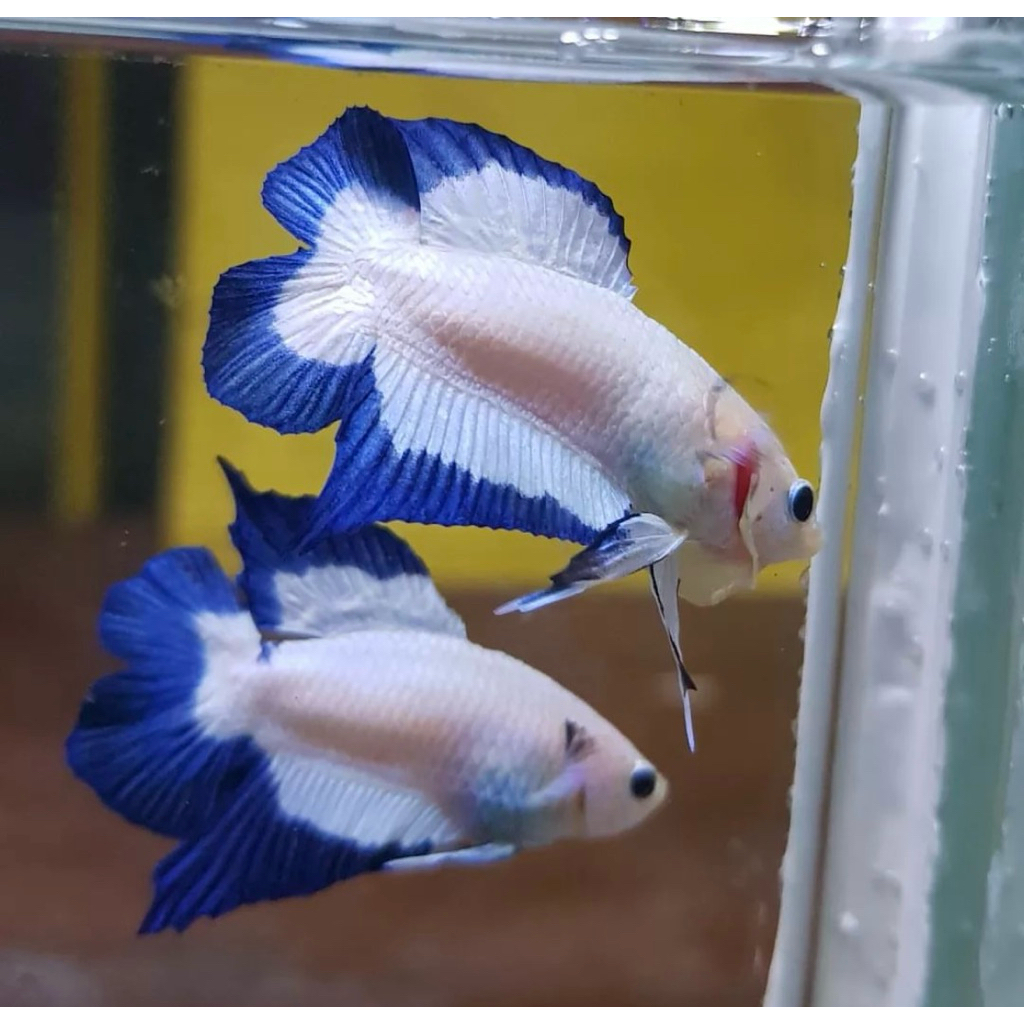 PKDT Bluerim clean body