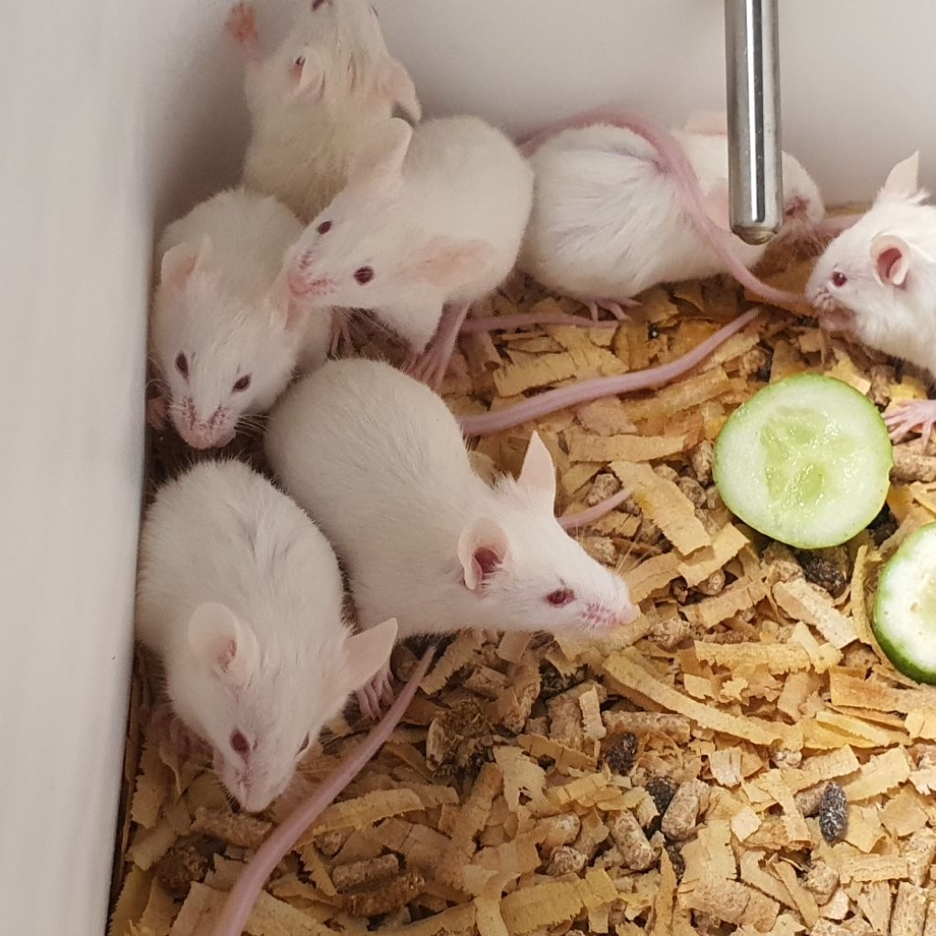 Tikus Putih / Mencit Hidup Ukuran Jumper | Pakan Ular & Reptil