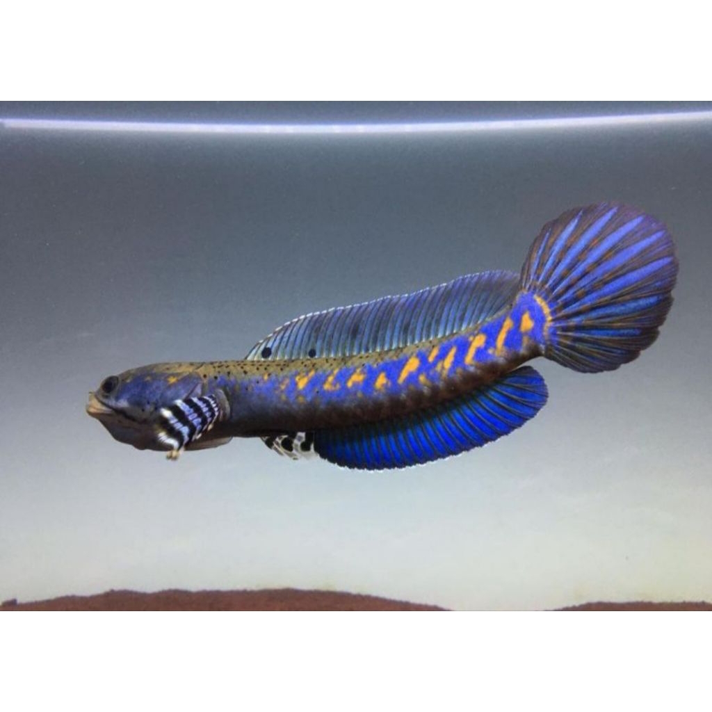 promo hiasan aquarium chana blue pulcra ukuran 12 - 15 cm