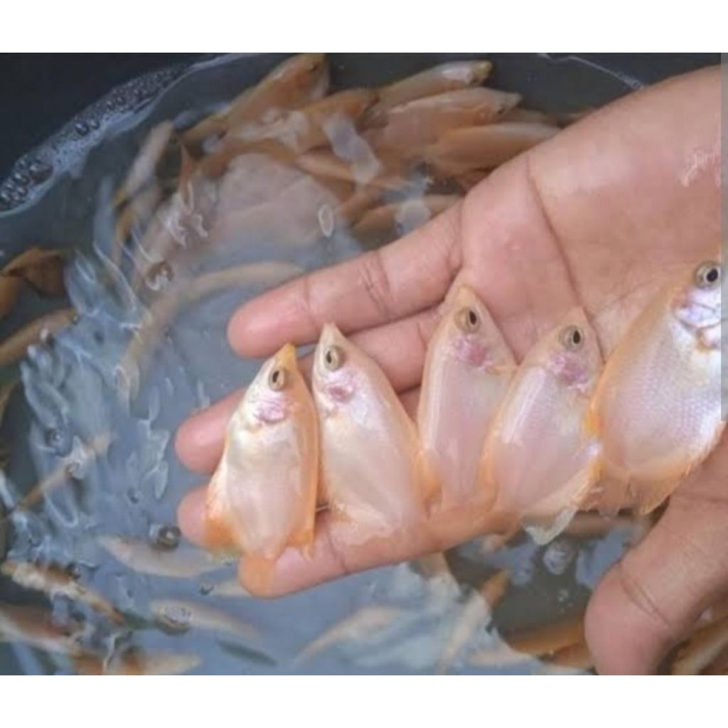 Ikan gurame merah (padang) ukuran 4 - 5 cm