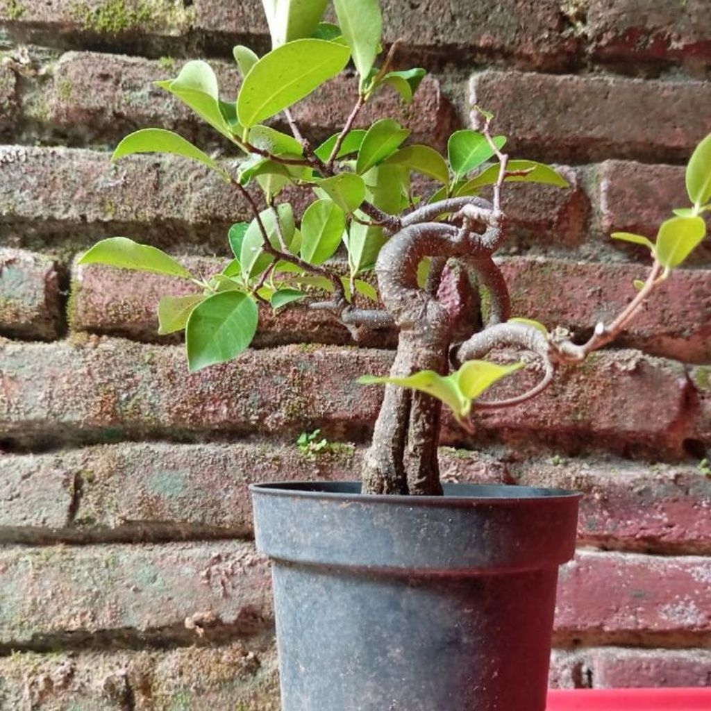 bahan bonsai beringin iprik