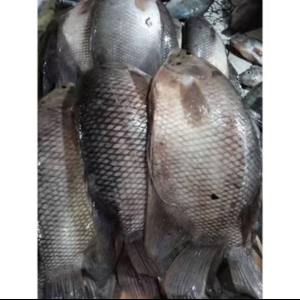 Ikan Gurami segar Fress / Gurami segar ready kirim instan