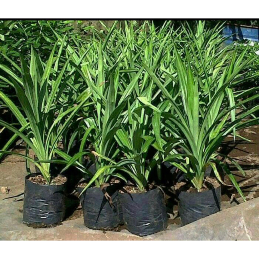 Tanaman Pandan Wangi-Pohon Pandan Wangi-Pandan Wangi