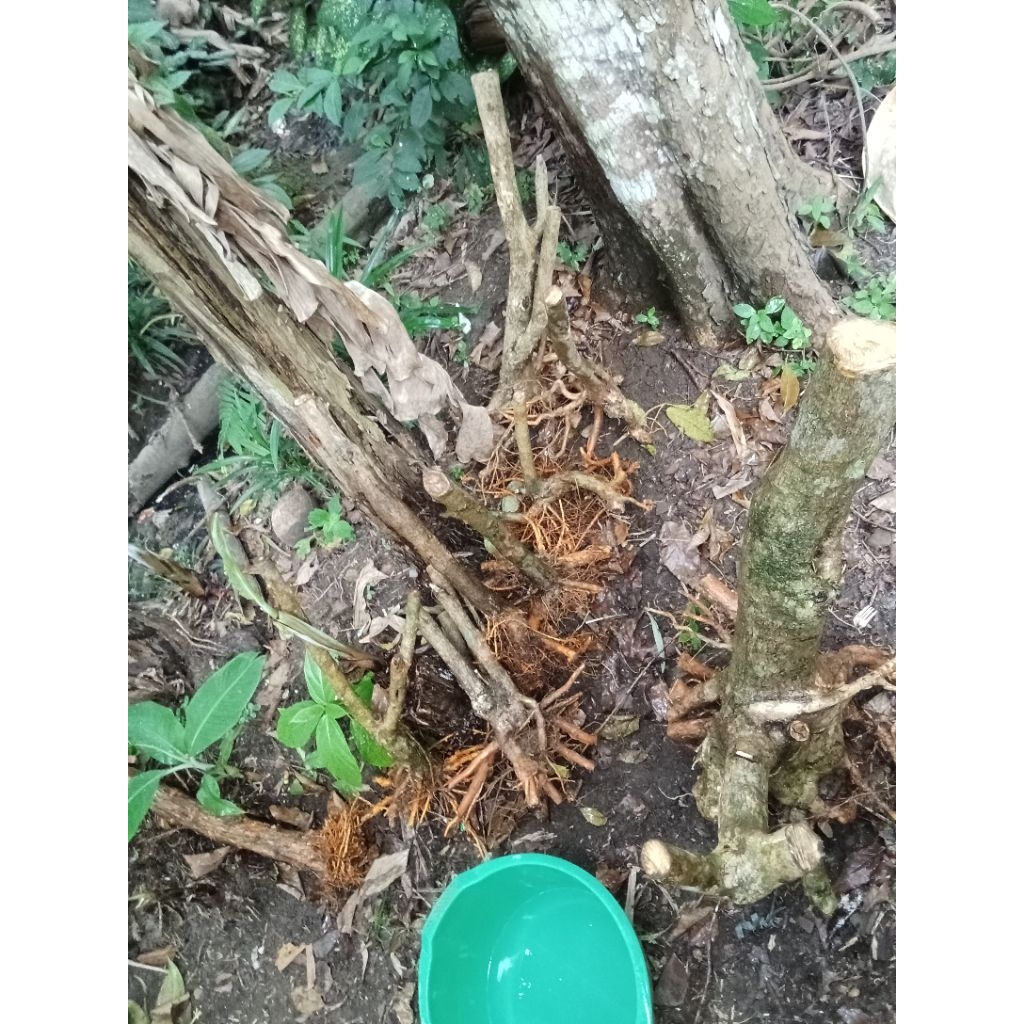 bahan bonsai kaliage