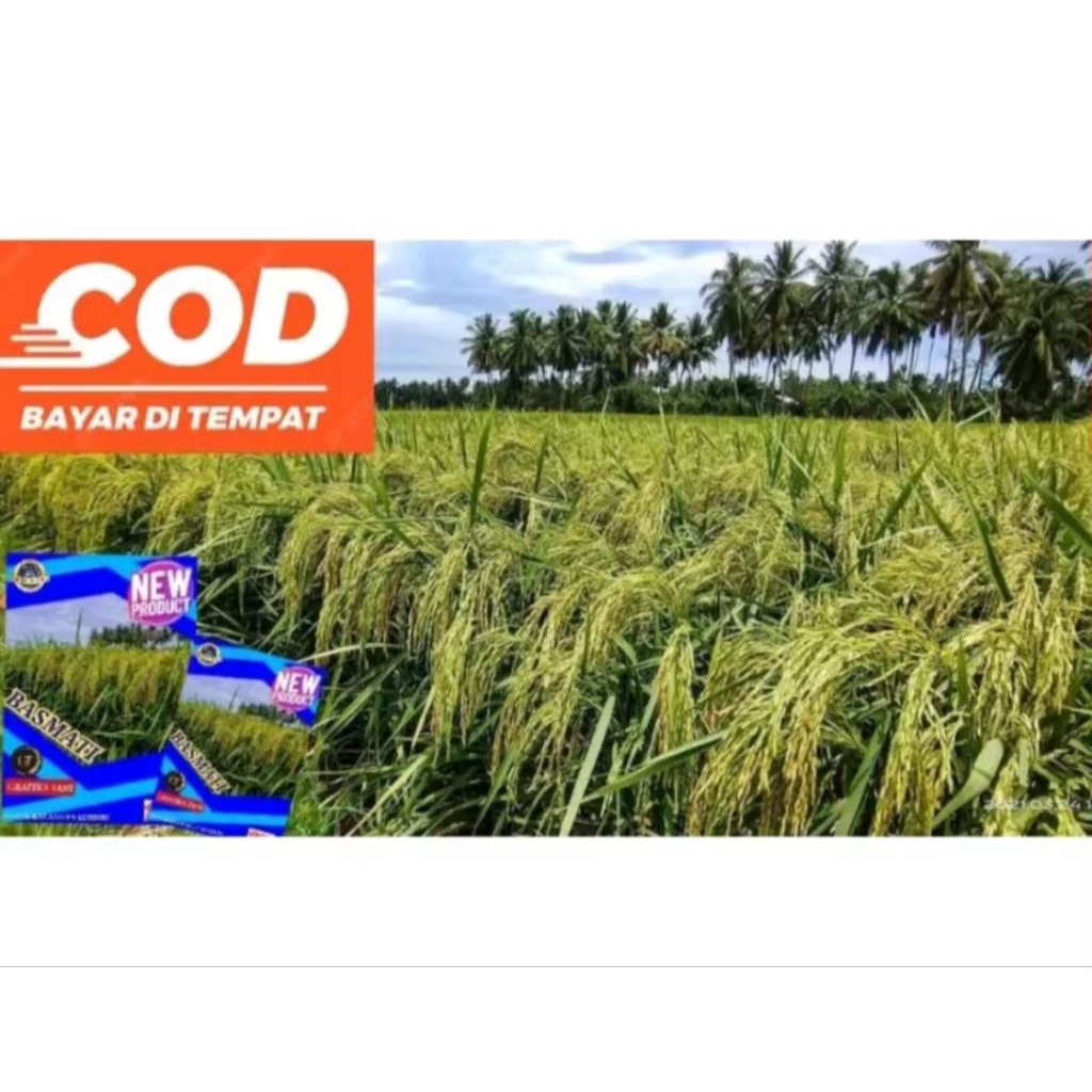 benih padi Denok Taiwan berkualitas unggul 5kg