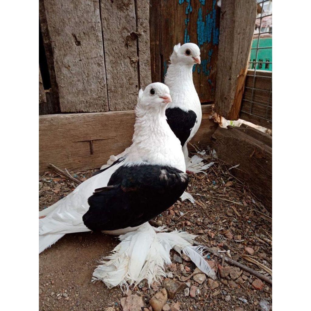 Telur tetas merpati jambul untuk di tetaskan