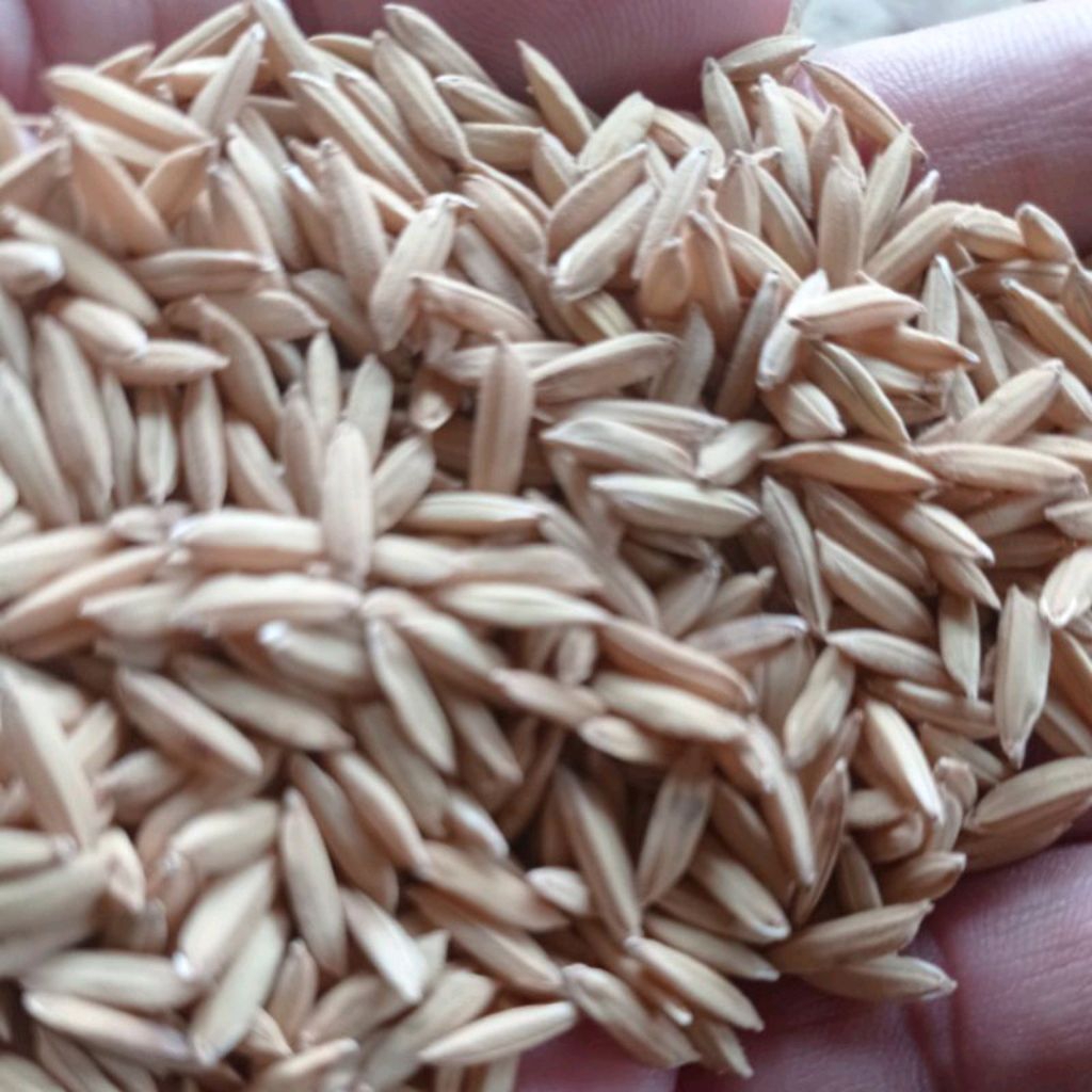 BENIH PADI ROJO LELE KEMASAN 1KG