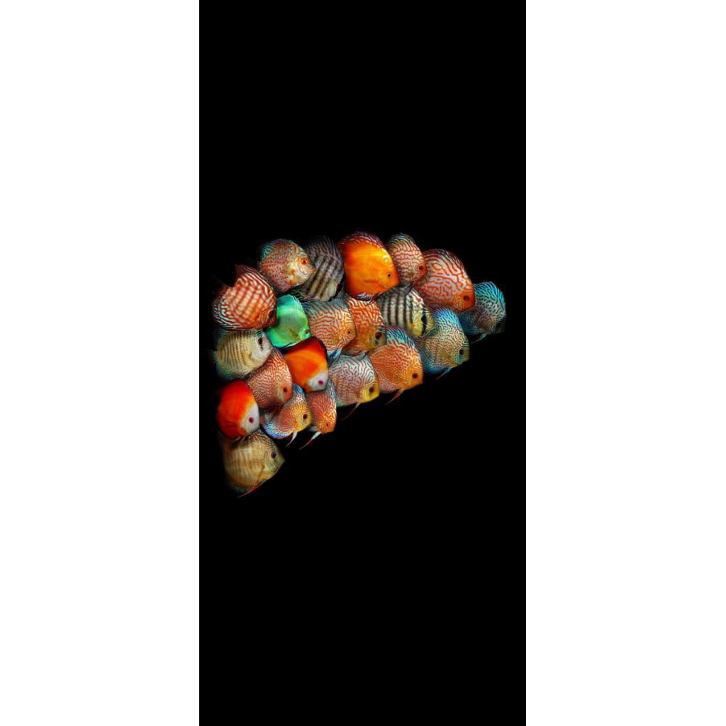 PAKET MIX VARIAN DISCUS 2INCH 10E RANDOM