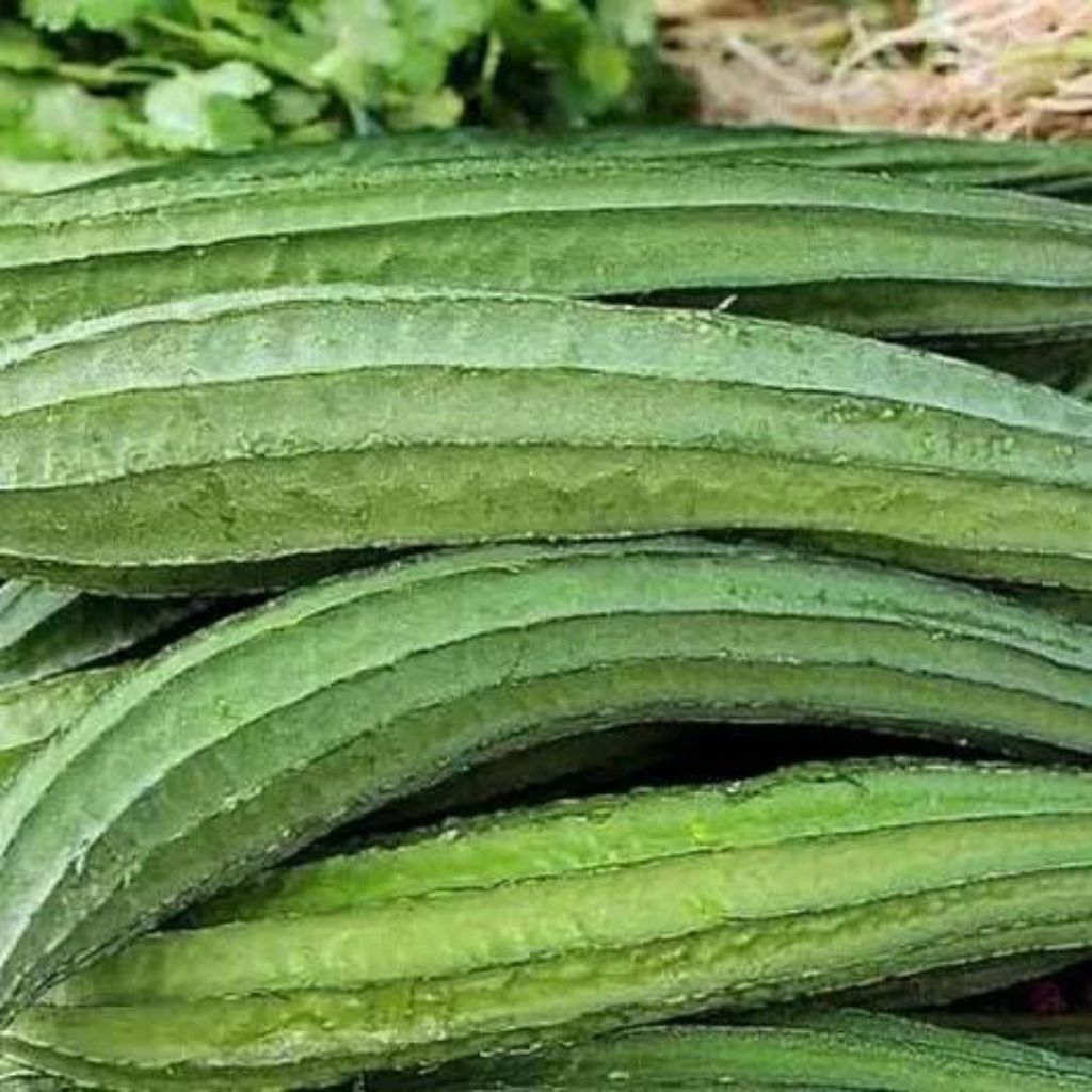 ( 25 BUTIR ) BENIH BIJI GAMBAS OYONG PANJANG