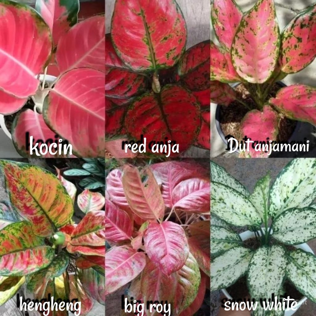 Paket Aglonema 6 Batang Ukuran Remaja