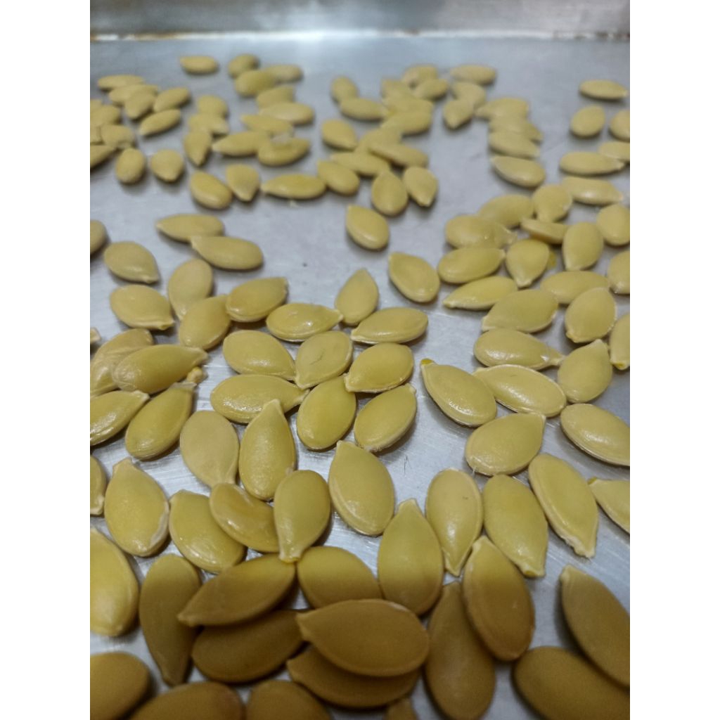 benih labu jepang kabocha