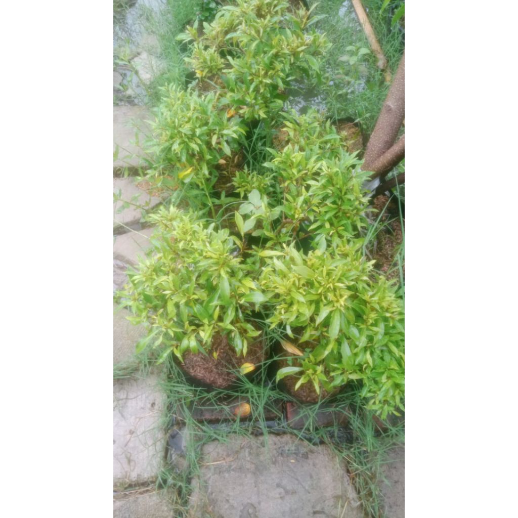 bibit bahan Bonsai Ficus California