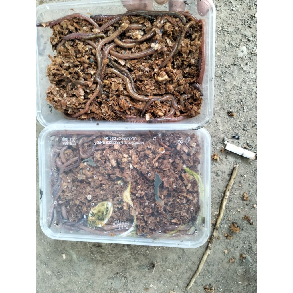 cacing laut media kering