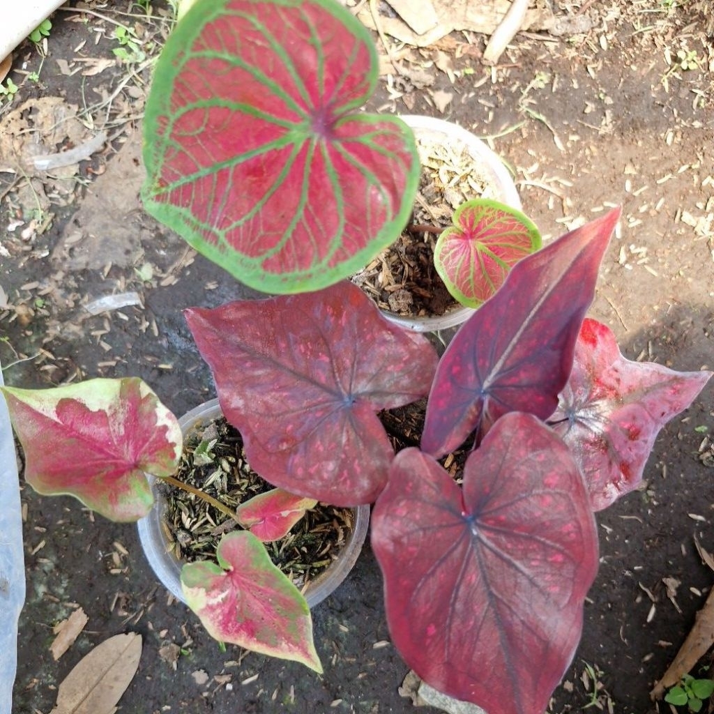 Keladi Size Anakan Stardust Keladi Minyak Npk Shycool Cat Tumpah Tambuna Dealova