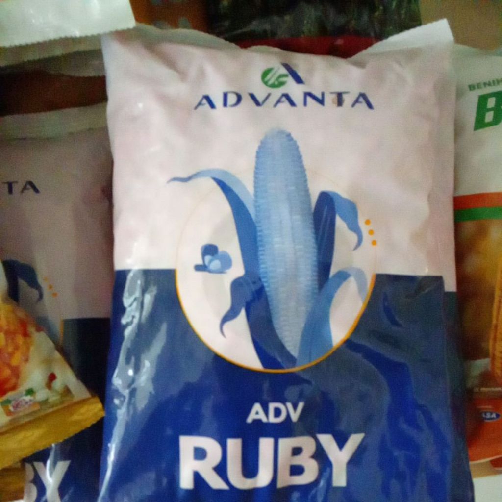 benih jagung Ruby  advanta