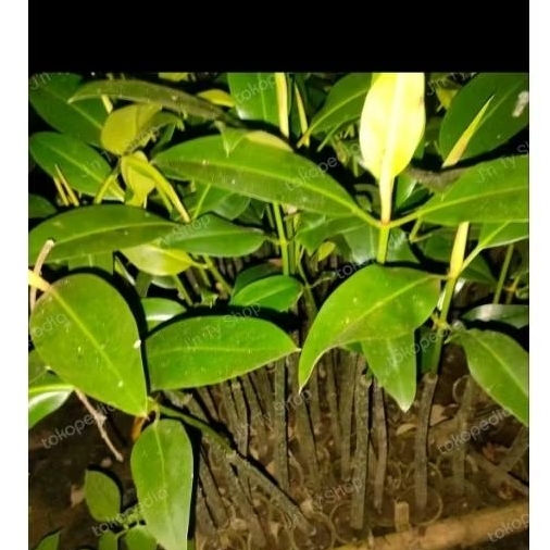 Bibit Bakau Mangrove Rhizophora