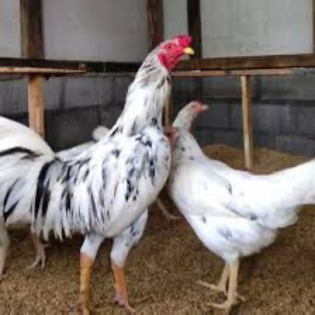 

TELUR FERTIL AYAM SENSI UNTUK DITETASKAN